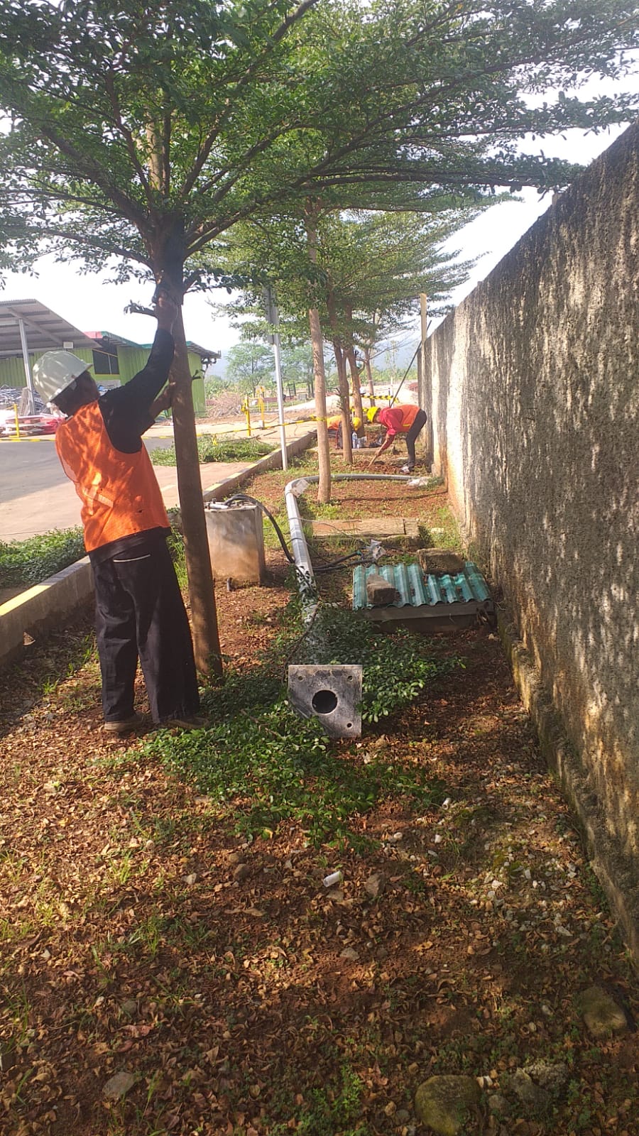 TML - Penyediaan tanaman untuk penghijauan pabrik oleh HERLIANA FLORA